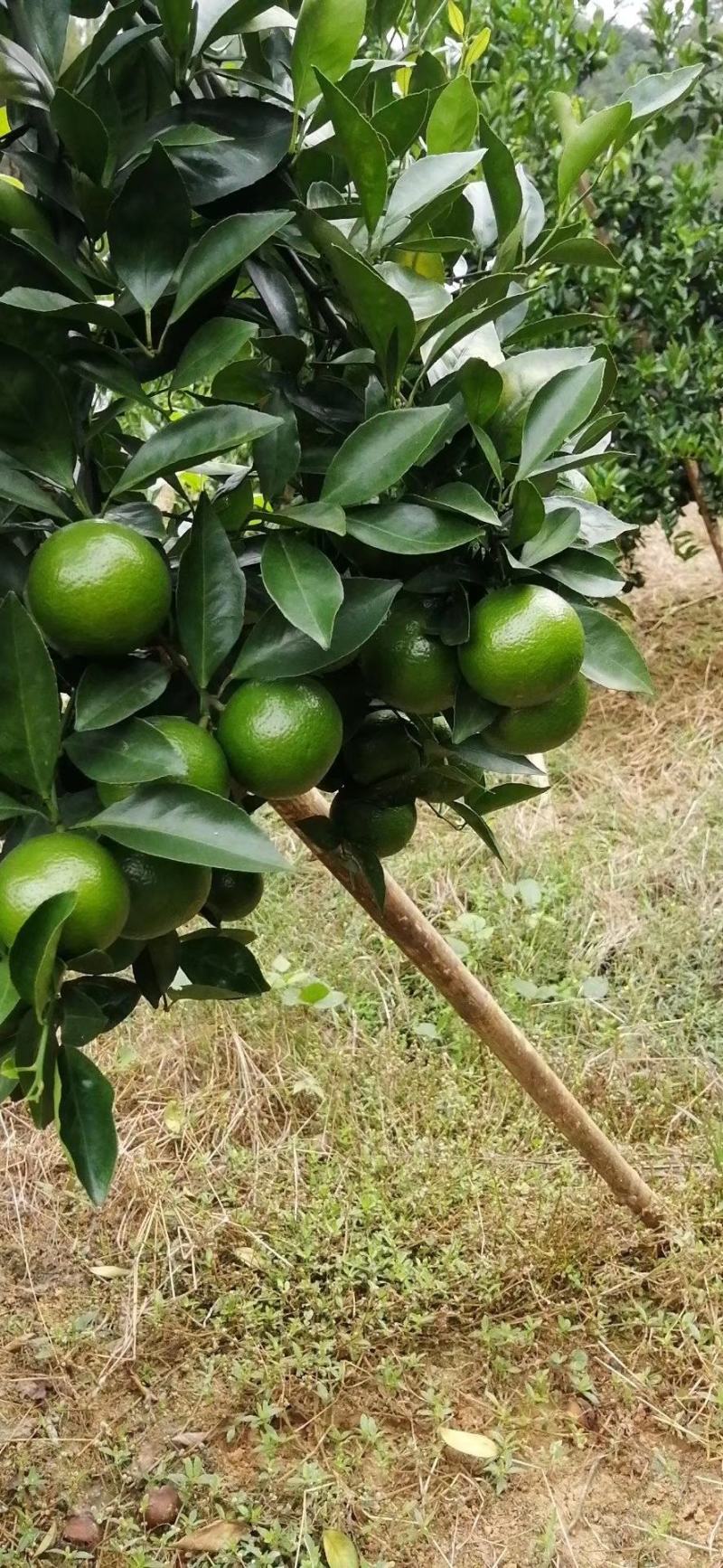 皇帝柑百亩基地一手货源大量上市