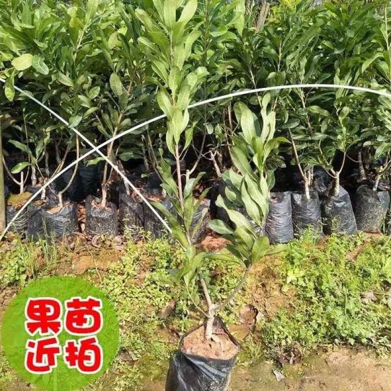 杨梅苗嫁接东魁杨梅树苗南方北方种植果树苗包成活