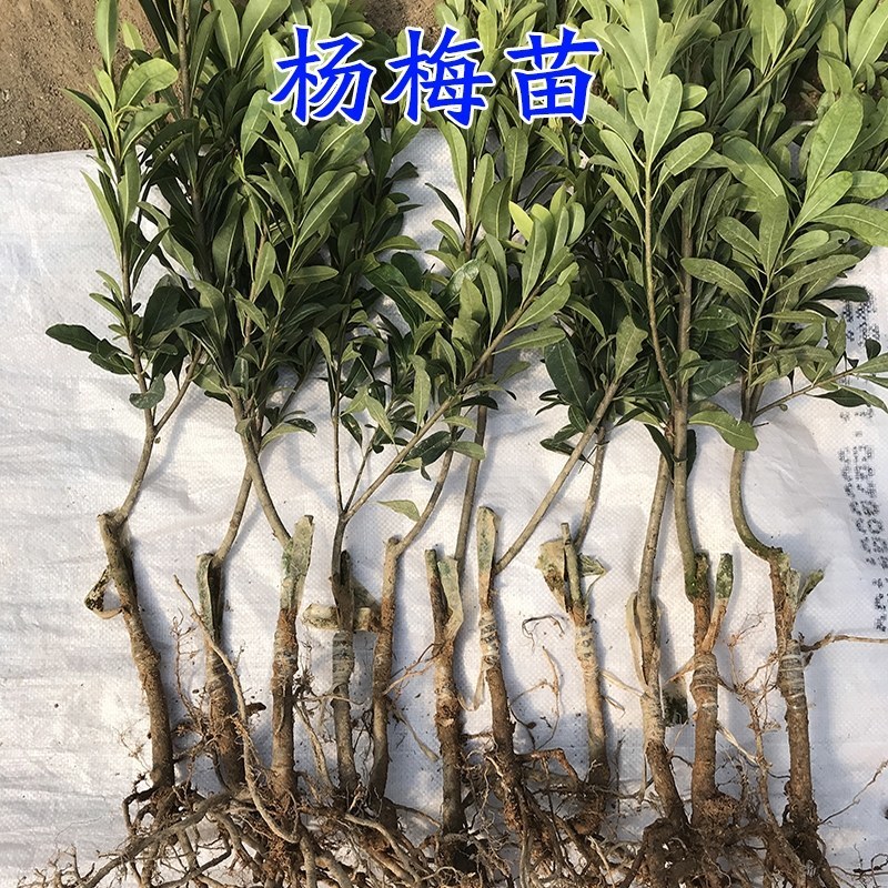 杨梅苗嫁接东魁杨梅树苗南方北方种植果树苗包成活