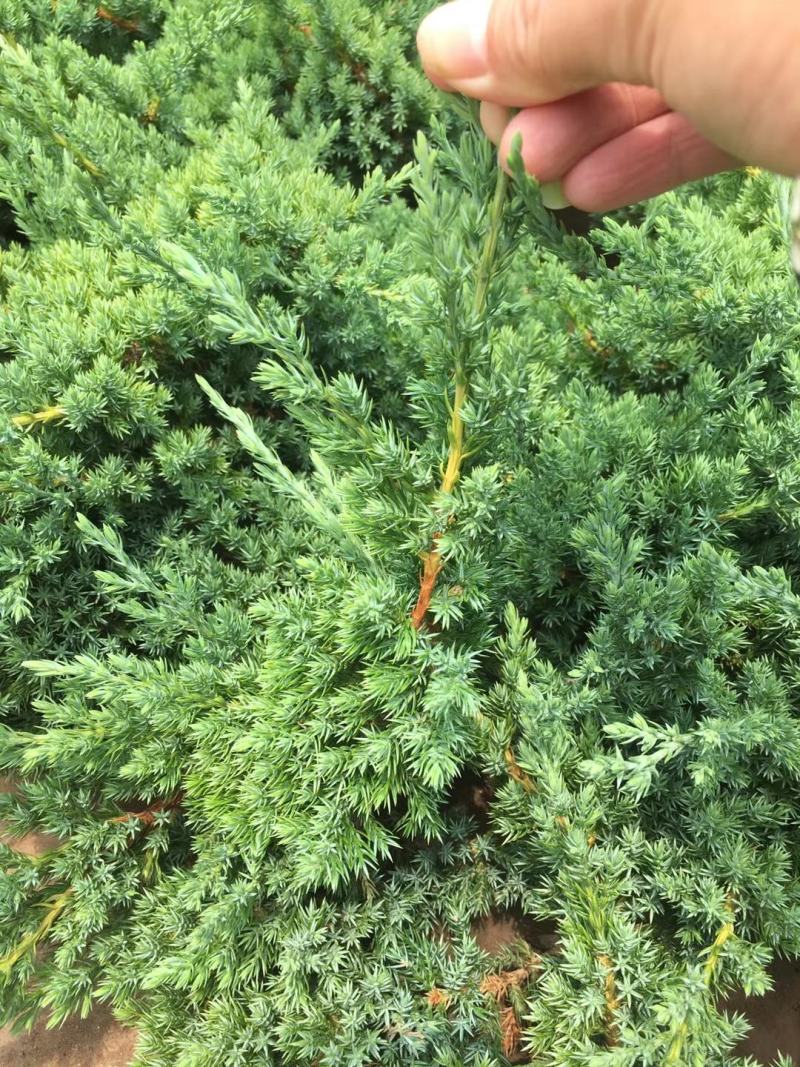 柏树铺地柏304050公分海量诚信经营放心苗
