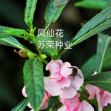 茶花凤仙种子四季播花种子中国凤仙花种子指甲花籽