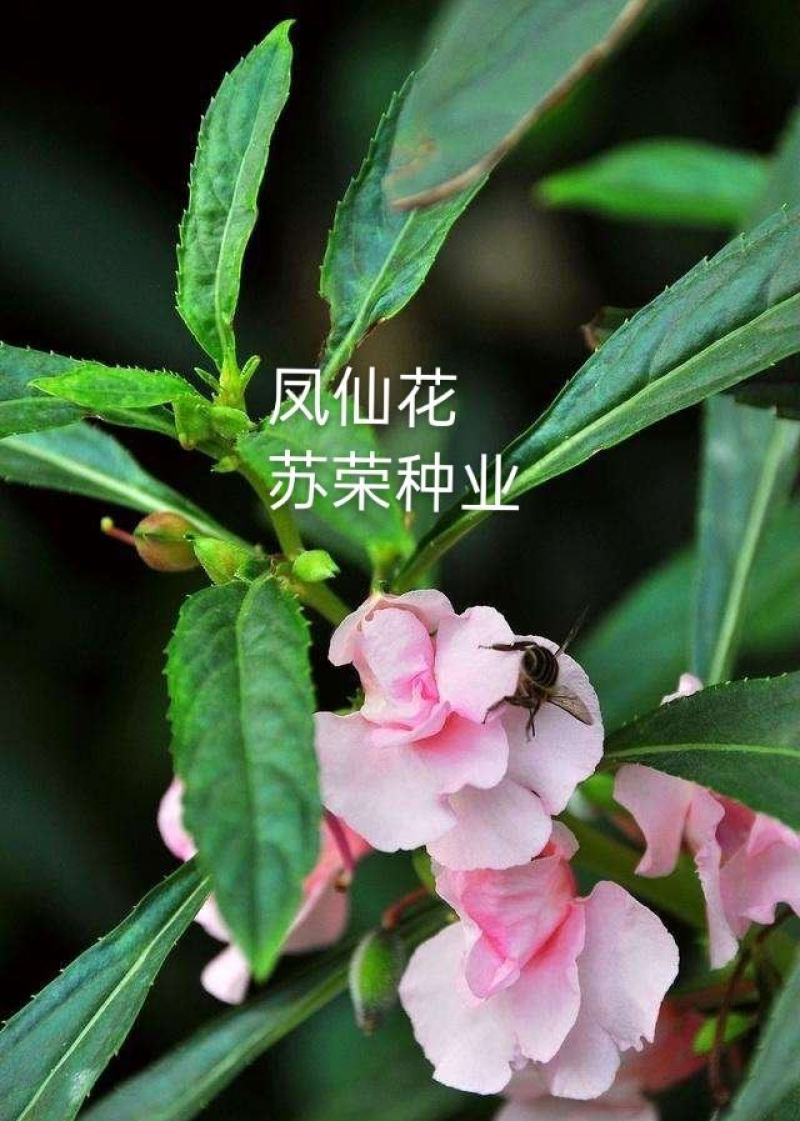 茶花凤仙种子四季播花种子中国凤仙花种子指甲花籽