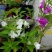 茶花凤仙种子四季播花种子中国凤仙花种子指甲花籽