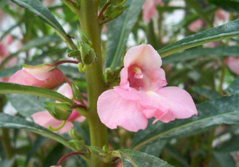茶花凤仙种子四季播花种子中国凤仙花种子指甲花籽