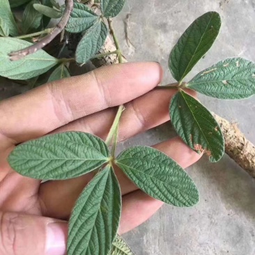 千斤拔·中药材·中药根茎