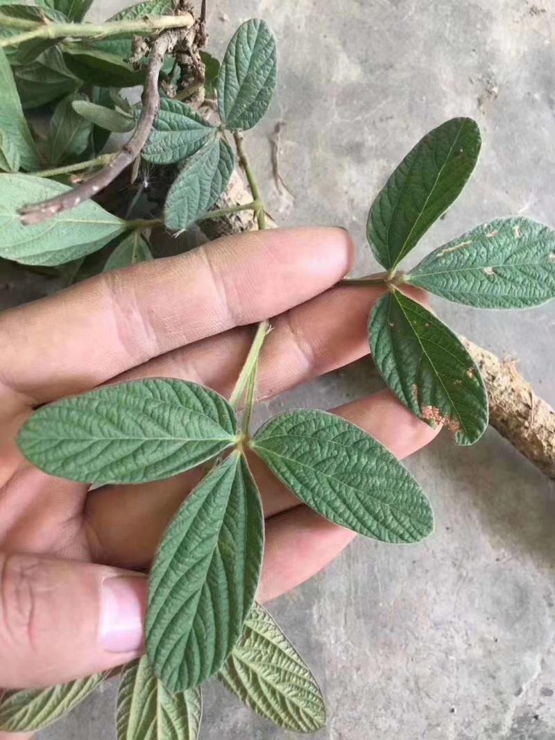 千斤拔·中药材·中药根茎