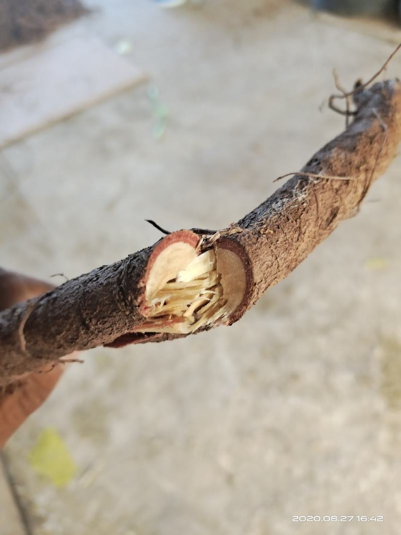 千斤拔·中药材·中药根茎