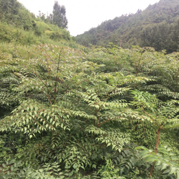 云南红杆刺嫩芽苗，0.5元一棵，看上的联系