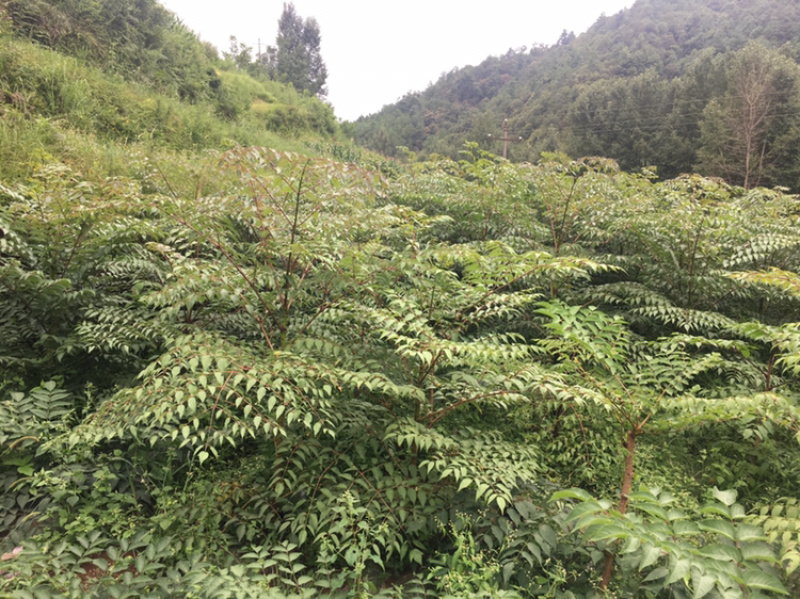 云南红杆刺嫩芽苗刺脑包，0.5元一棵，看上的联系