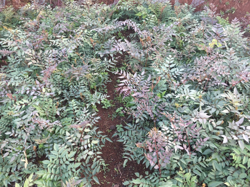 云南红杆刺嫩芽苗刺脑包，0.5元一棵，看上的联系