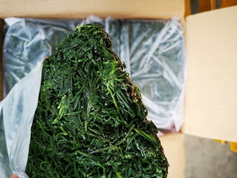 碱蓬菜黄须菜，酒店宴会食材拌凉菜做馅用，好吃