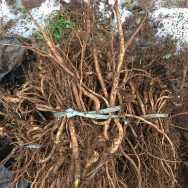 云南红杆刺嫩芽苗刺脑包，0.5元一棵，看上的联系