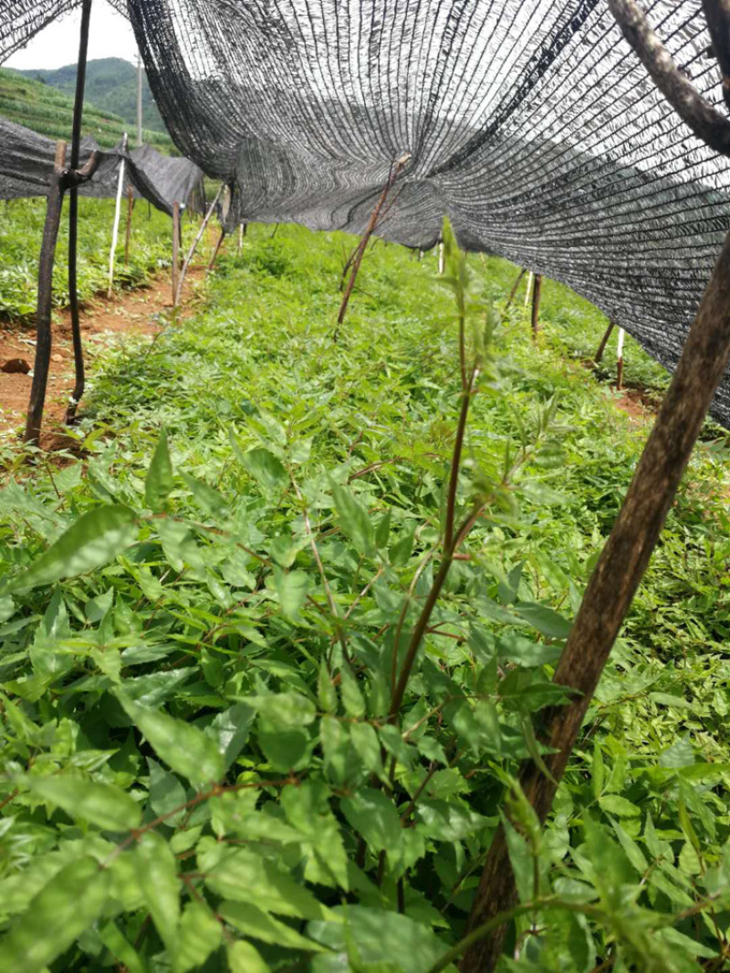 云南红杆刺嫩芽苗刺脑包，0.5元一棵，看上的联系