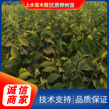 榉树小苗价格2元，金坛基地，红榉树小苗批发大量有货
