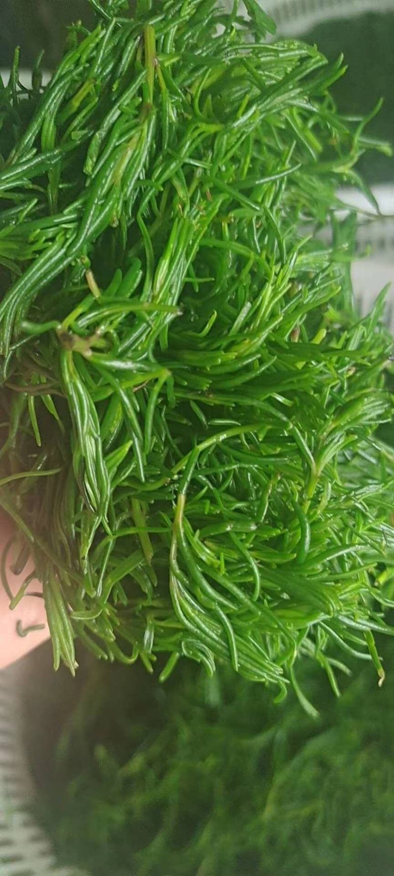 碱蓬菜黄须菜，酒店宴会食材拌凉菜做馅用，好吃