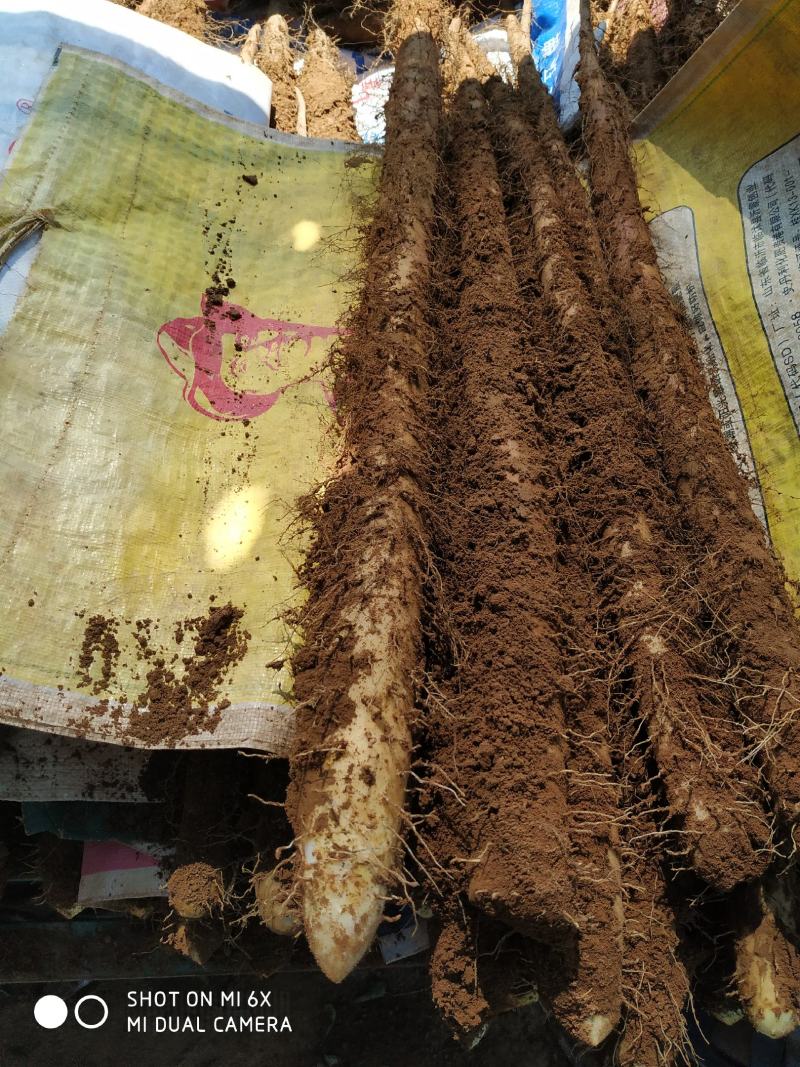 山西新白玉山药，量大价优欢迎新老客户咨询下单