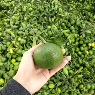 十堰特产武当蜜桔早熟柑橘皮薄多汁酸甜可口