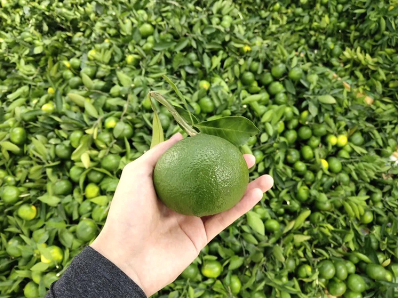 十堰特产武当蜜桔早熟柑橘皮薄多汁酸甜可口