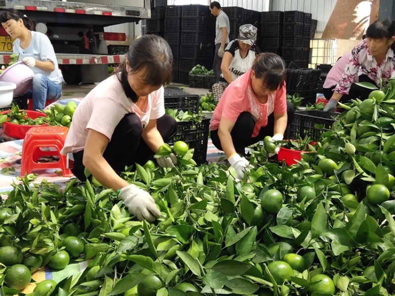 十堰特产武当蜜桔早熟柑橘皮薄多汁酸甜可口