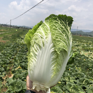 贵州大白菜品质好价格漂亮欢迎采购欢迎采购