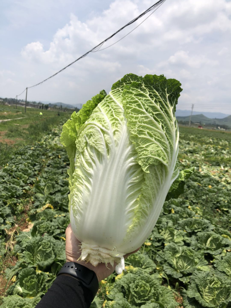 贵州大白菜品质好价格漂亮欢迎采购欢迎采购