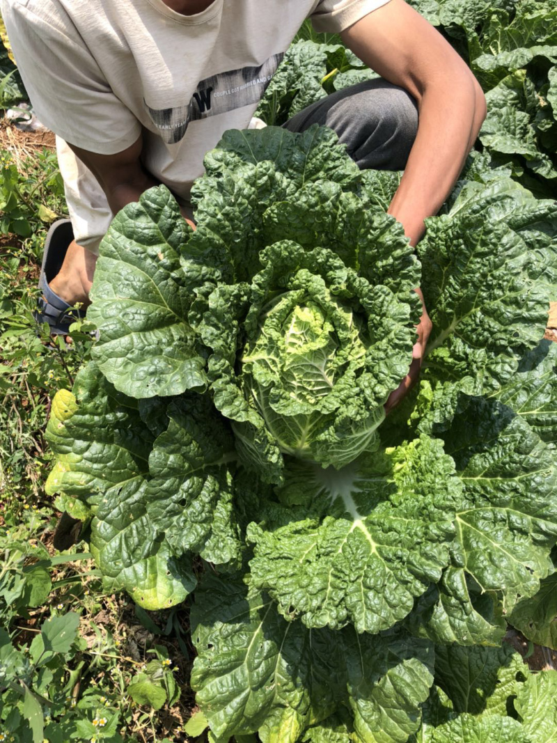 贵州大白菜品质好价格漂亮欢迎采购欢迎采购