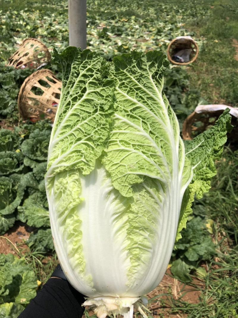 贵州大白菜品质好价格漂亮欢迎采购欢迎采购