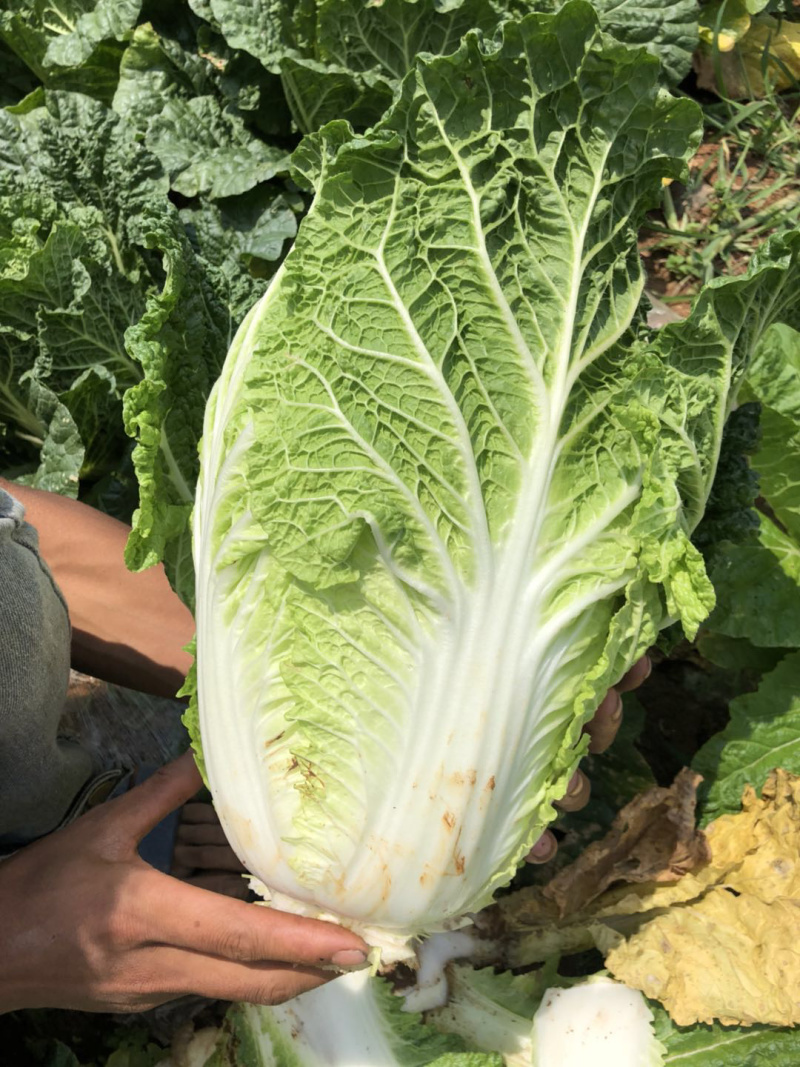 贵州大白菜品质好价格漂亮欢迎采购欢迎采购