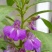 茶花凤仙种子四季播花种子中国凤仙花种子指甲花籽阳