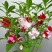 茶花凤仙种子四季播花种子中国凤仙花种子指甲花籽阳