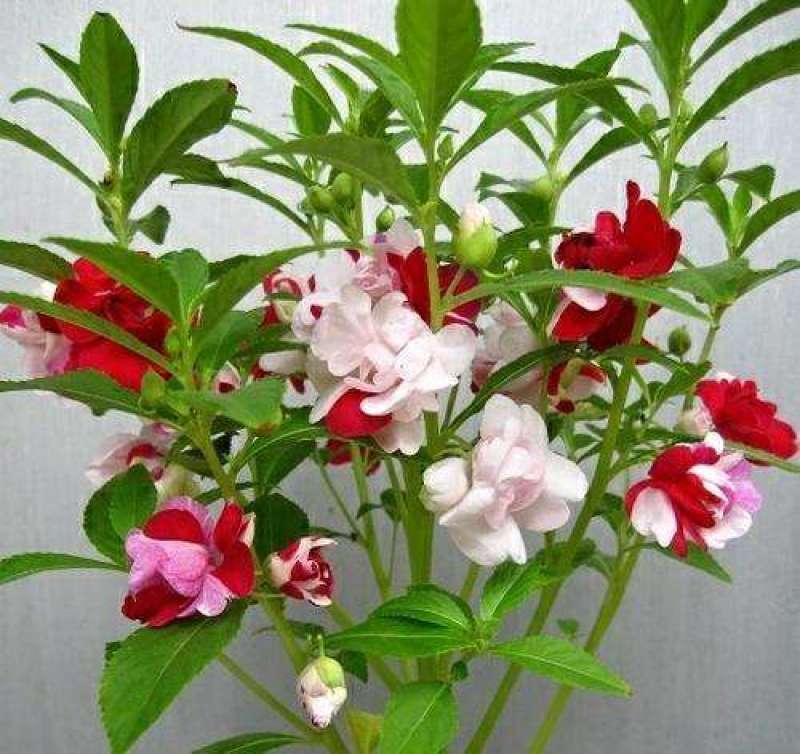 茶花凤仙种子四季播花种子中国凤仙花种子指甲花籽阳