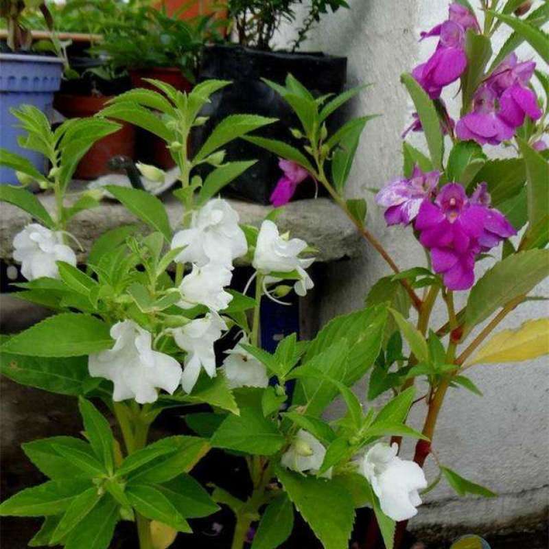 茶花凤仙种子四季播花种子中国凤仙花种子指甲花籽阳