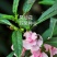 茶花凤仙种子四季播花种子中国凤仙花种子指甲花籽阳
