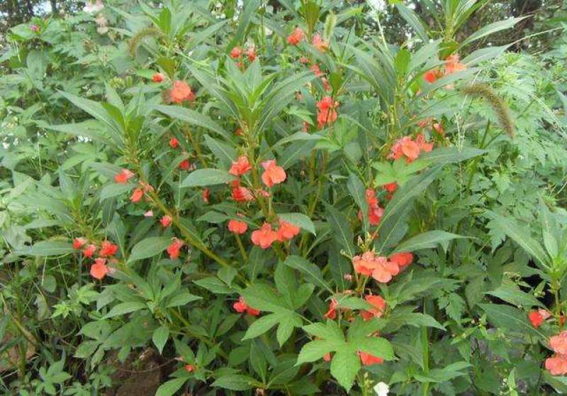 茶花凤仙种子四季播花种子中国凤仙花种子指甲花籽阳
