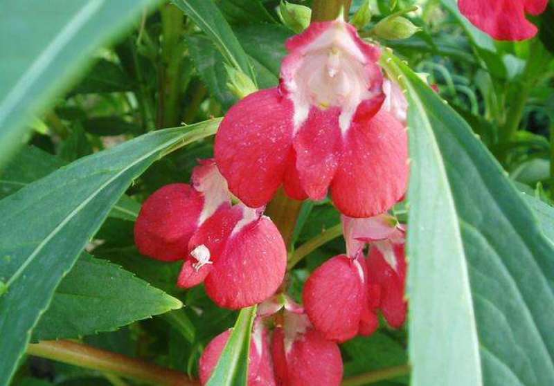 茶花凤仙种子四季播花种子中国凤仙花种子指甲花籽阳