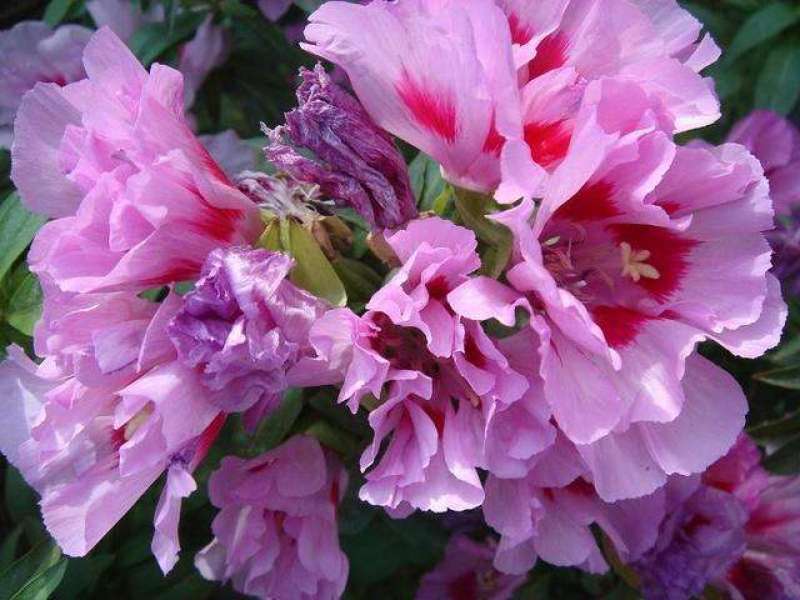 茶花凤仙种子四季播花种子中国凤仙花种子指甲花籽阳
