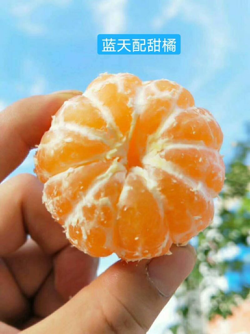 【畅销榜】蜜橘🍊湖北蜜橘成熟蜜桔皮薄味甜货源充足