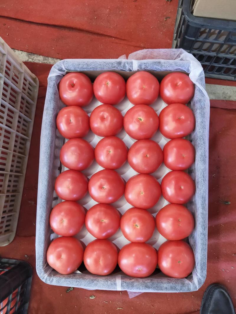 西红柿弧三以上硬粉大红精品/蔬菜基地直供/无中间商