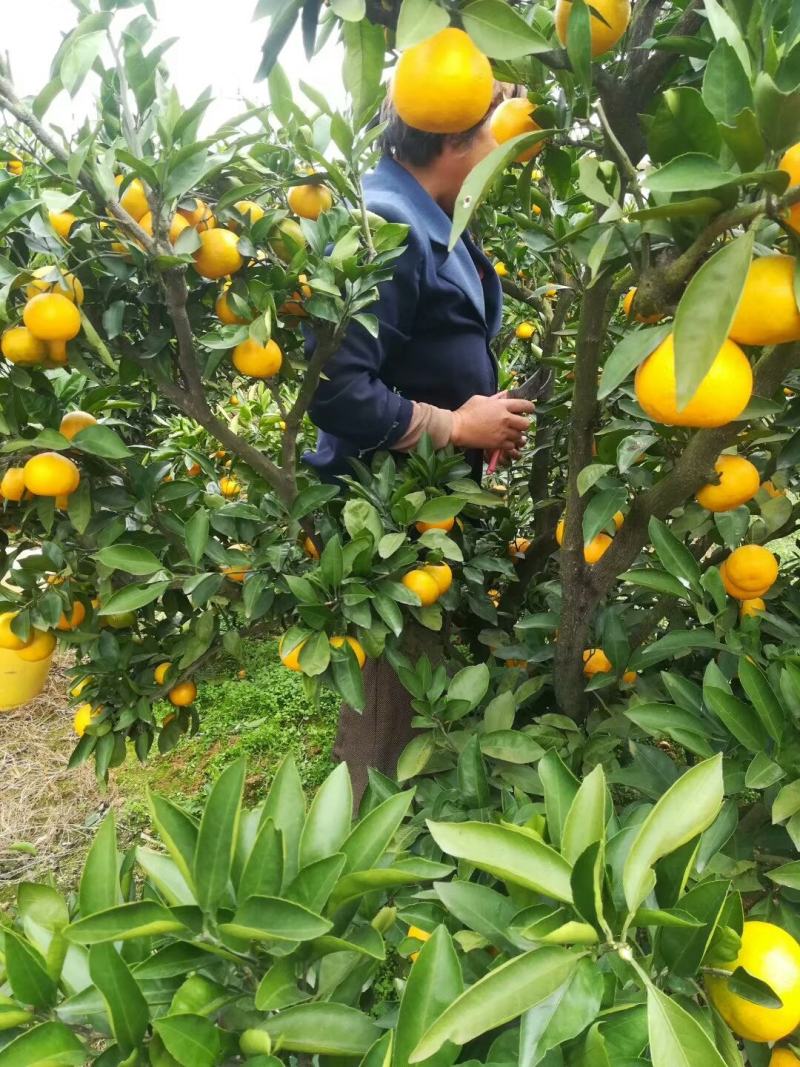 高山蜜橘特早蜜橘产地直销一手货源口感好可视频选货