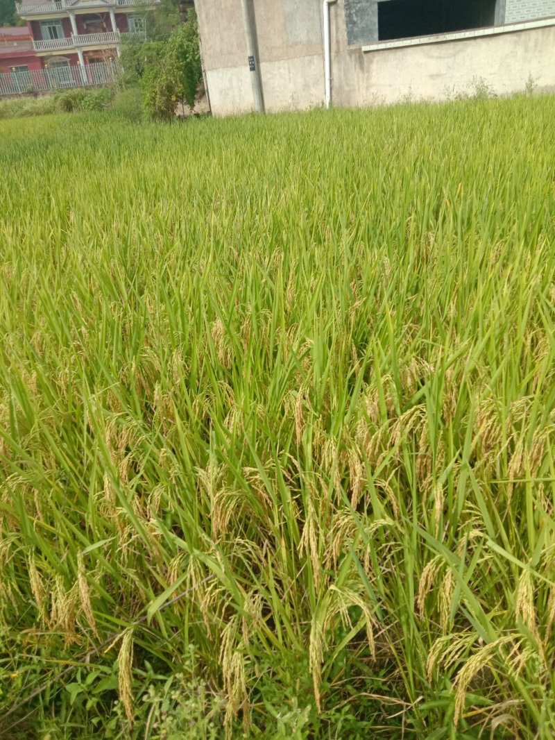 湖南宁乡农村优质稻，优质大米