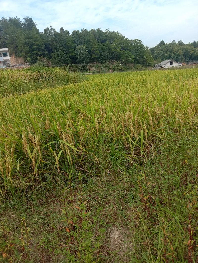 湖南宁乡农村优质稻，优质大米