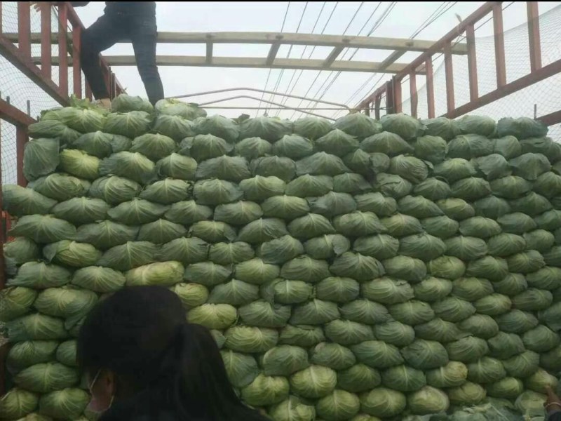 【热卖中】平包菜基地采摘、颜色翠绿、个头均匀、可视频验货