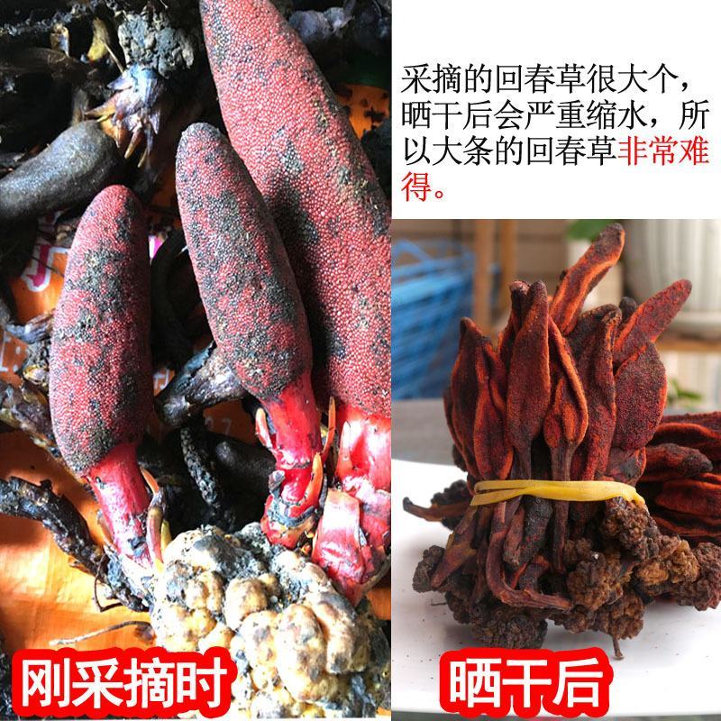 回春草草苁蓉不老草顶天柱专营中药品质保证一手货源