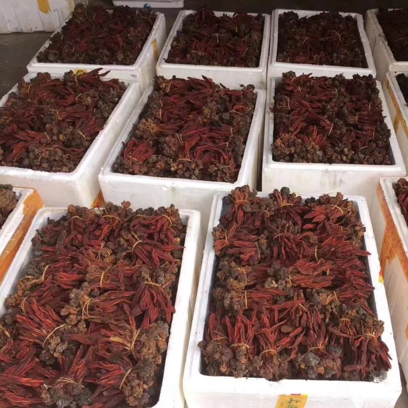 回春草草苁蓉不老草顶天柱专营中药品质保证一手货源