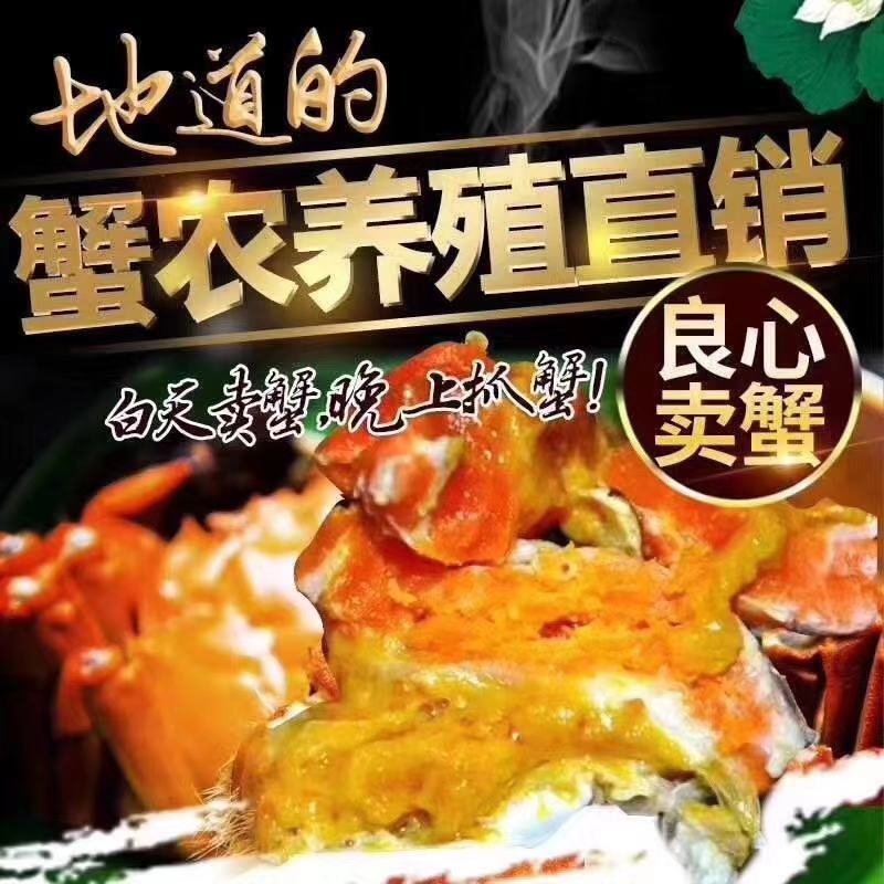 【抢8只母蟹】大闸蟹礼盒装一件代发保质保量包活