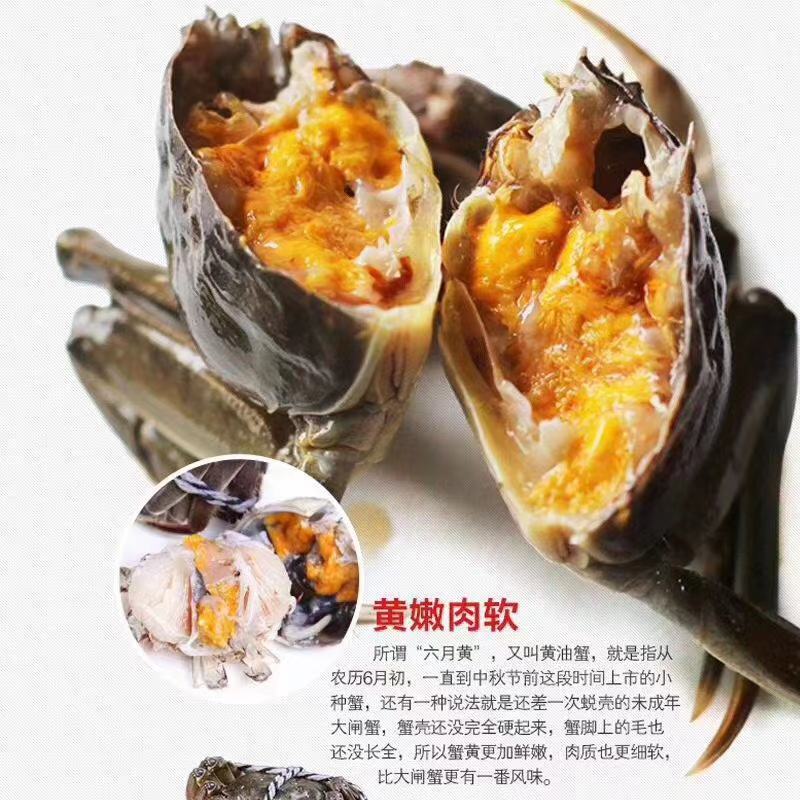 【抢8只母蟹】大闸蟹礼盒装一件代发保质保量包活
