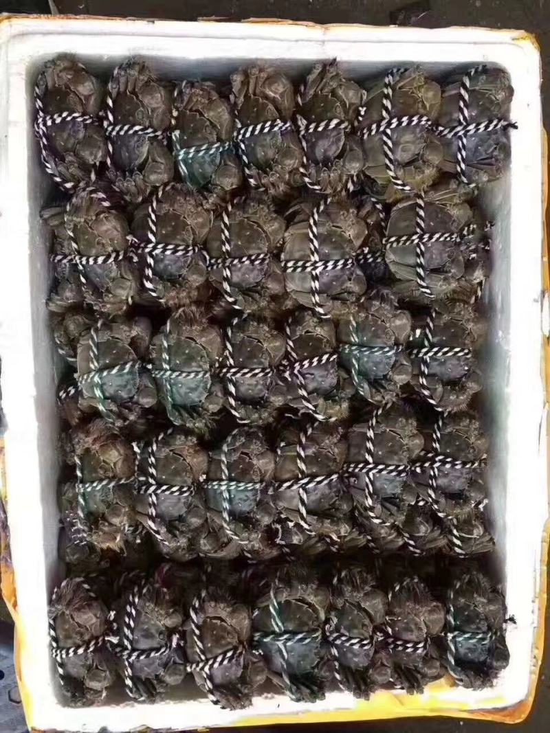 【抢8只母蟹】大闸蟹礼盒装一件代发保质保量包活