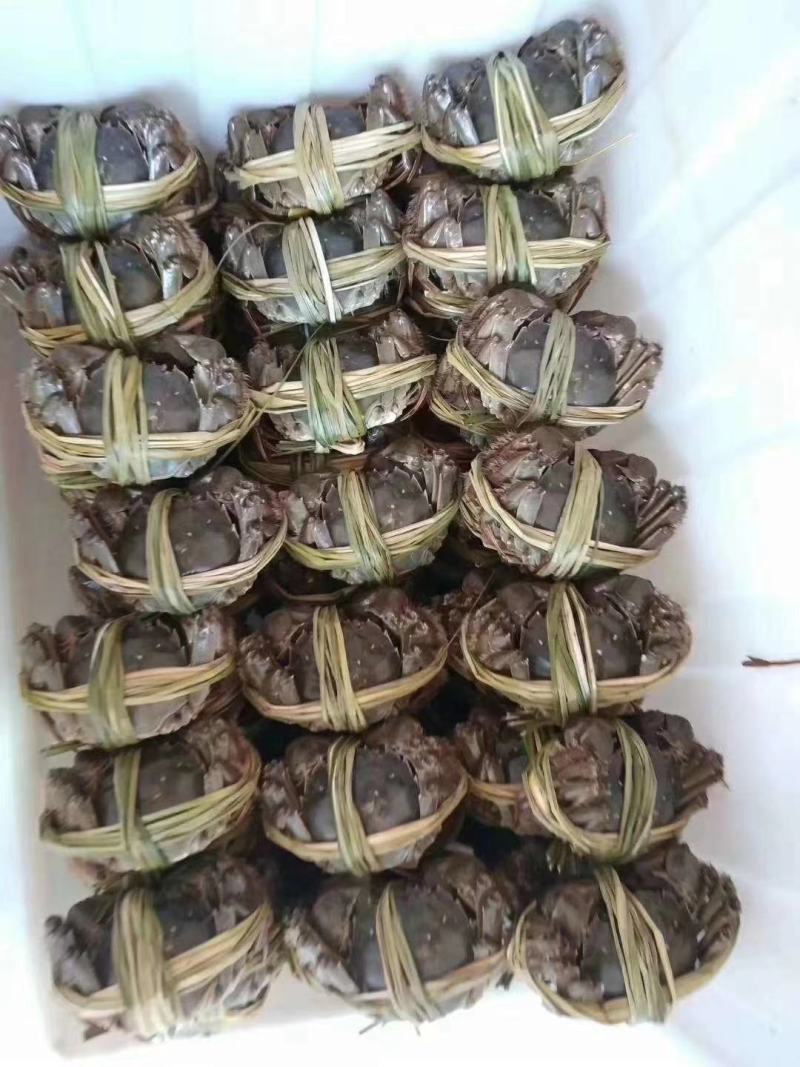 【抢8只母蟹】大闸蟹礼盒装一件代发保质保量包活