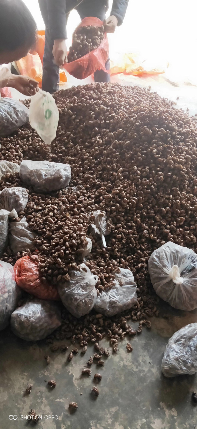 四川资阳产地优质大蝉蜕，蝉壳，统货，落地货均有