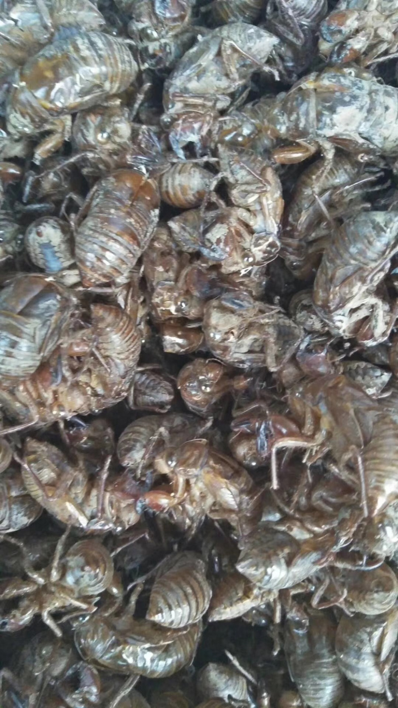 四川资阳产地优质大蝉蜕，蝉壳，统货，落地货均有